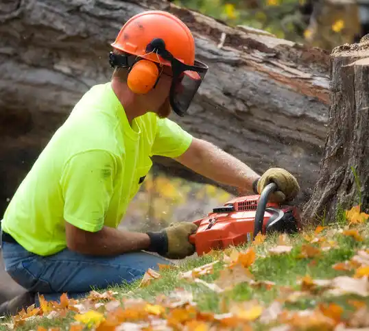 tree services National Park